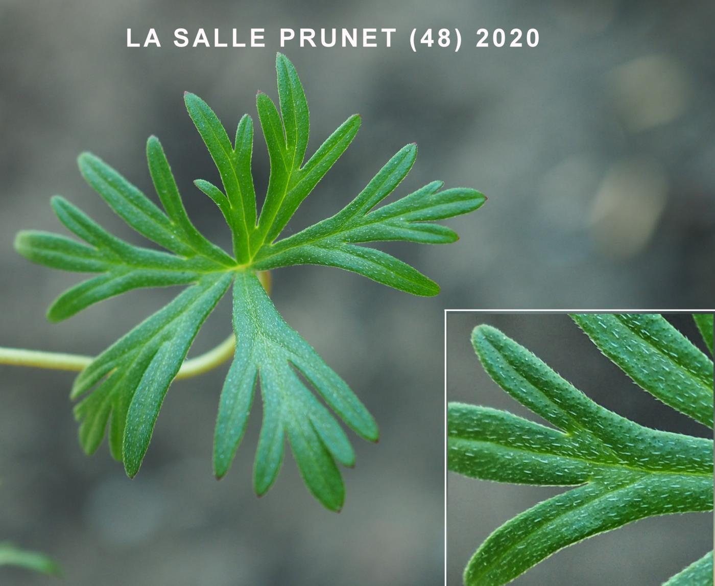 Cranesbill, Long-stalked leaf